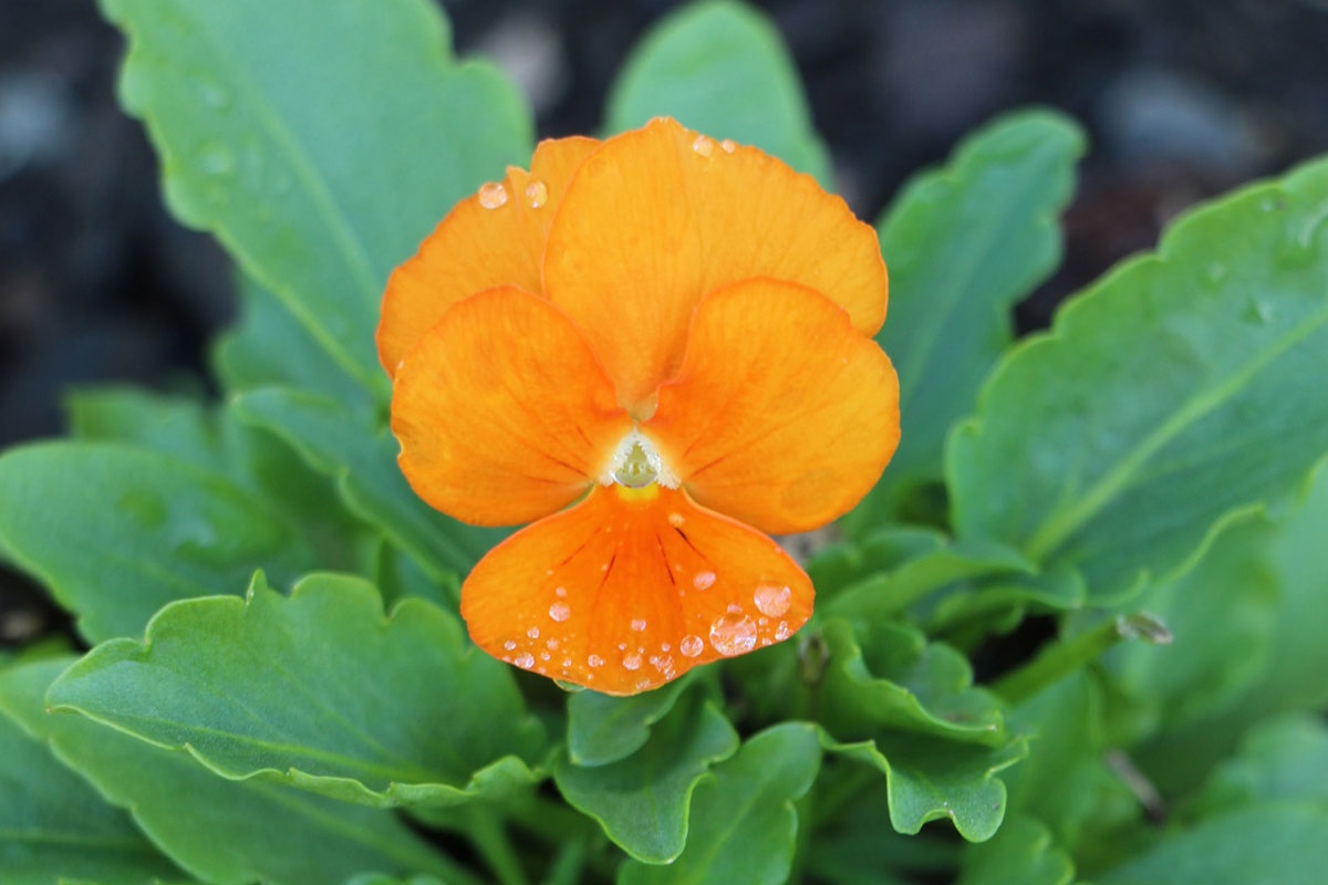 Viola cornuta Penny Orange(1) .jpg